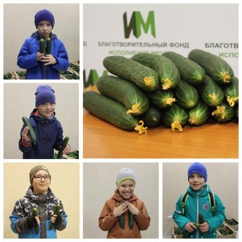 Свежие огурцы от тепличного комбината «Майский»